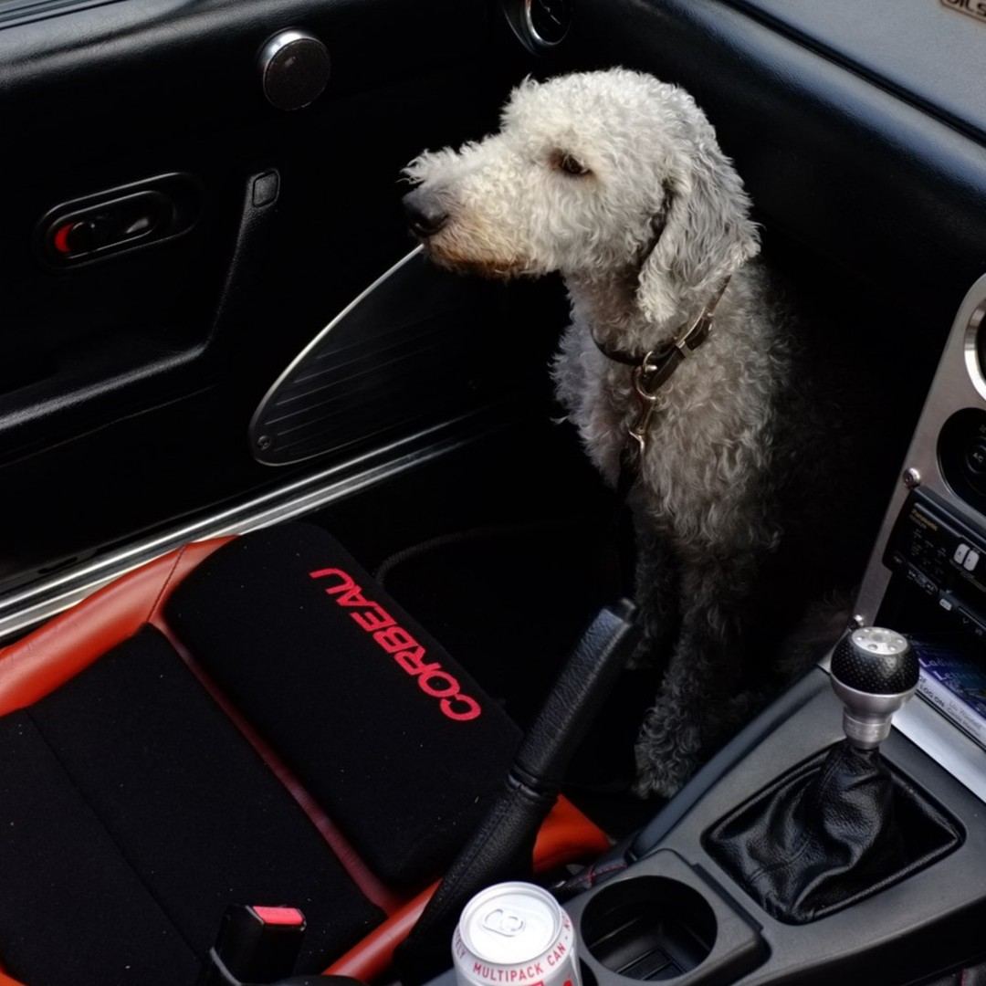 Dogs in 5s: Stanley edition.